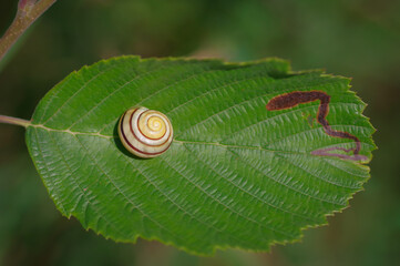 Stripy yellow and brown shell of snail lying on green leaf