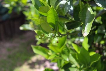 A small orange tree in the garden.