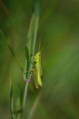 Closeup of small green and brown locust (grasshopper) sitting in the green grass

