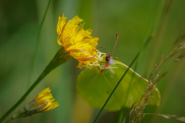 Yellow flowers of sow thistle with yellow common brimstone butterfly on it in green grass