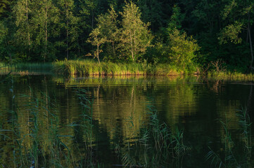 Fototapeta na wymiar reflection of trees in the forest lake