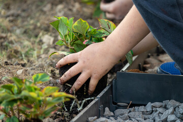 teenager and child hands helping plant flowers, working together in garden. Concept, green world - obrazy, fototapety, plakaty