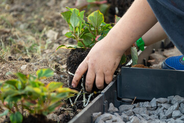 teenager and child hands helping plant flowers, working together in garden. Concept, green world