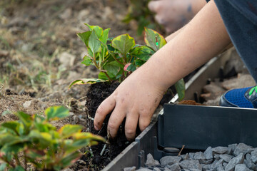 teenager and child hands helping plant flowers, working together in garden. Concept, green world