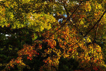 日本　静岡県袋井市、遠州三山の一つ法多山尊永寺の紅葉した木々