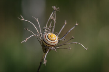 Stripy yellow and brown shell of snail lying in the center of dry umbel against green blurry...