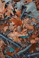 brown leaves and pine cone on the ground in autumn season, autumn mode