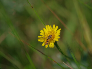 Marmalade hoverfly (Episyrphus balteatus) on a bright yellow flower of sow thistle in the green meadow