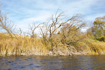 dead tree in the water