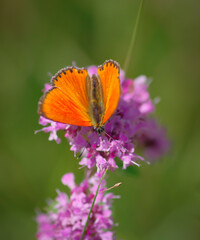 The scarce copper (Lycaena virgaureae) butterfly on purple flower of broad-leaved thyme