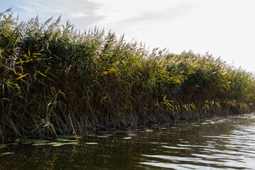 reeds in the water
