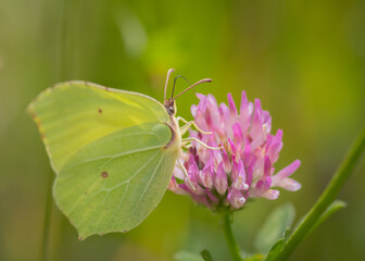 Closeup of common brimstone (Gonepteryx rhamni) butterfly on pink flower of red clover