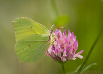 Closeup of common brimstone (Gonepteryx rhamni) butterfly on pink flower of red clover