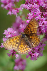 Heath fritillary (Melitaea athalia) butterfly on purple flower of broad-leaved thyme