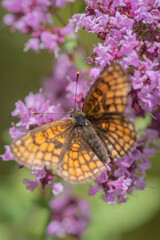 Heath fritillary (Melitaea athalia) butterfly on purple flower of broad-leaved thyme