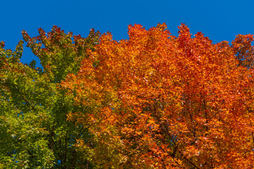 フウ（楓）の紅葉