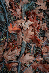 brown leaves and trunk on the ground in autumn season, autumn colors