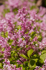 Common lilac (Syringa vulgaris) blooming in spring