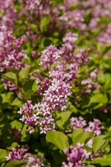 Common lilac (Syringa vulgaris) blooming in spring