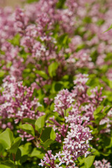 Common lilac (Syringa vulgaris) blooming in spring