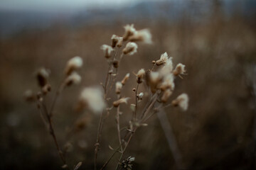 close up dry thistle plant growing in the autumn field with bokeh. autumn background 