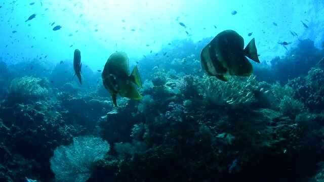 On a blue background of water, a fish swims among corals and algae. Blue Platax (Rus) - Orbicular batfish (Eng) - Platax orbicularis (Lat) - this fish grows to 60 cm, feeds on algae and invertebrates