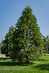 Fototapeta na wymiar City Park Krasnodar or Galitsky Park. Two young Sequoiadendron giganteum (Giant sequoia or giant redwood) against blue sky. Giant sequoiadendron, Sierra redwood, Sierran redwood, Wellingtonia.