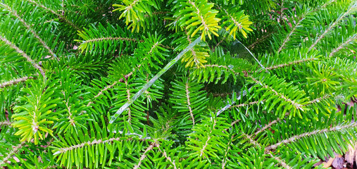 in the green juicy branches of Korean fir a piece of ice shard, beautiful composition, ice in the green