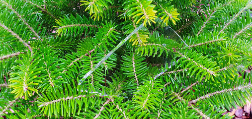 in the green juicy branches of Korean fir a piece of ice shard, beautiful composition, ice in the green