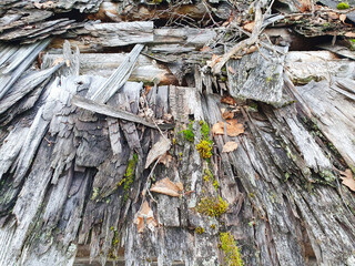 old grayish wood, moss and decay, like a dilapidated textured wooden background of a rotten roof