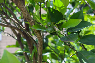 A small orange tree in the garden.