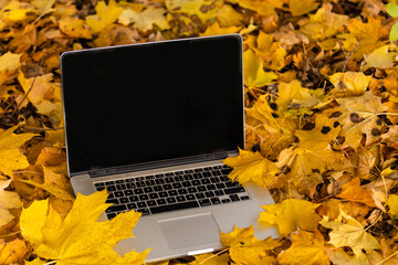 Laptop lying on dry leaves outdoor garden