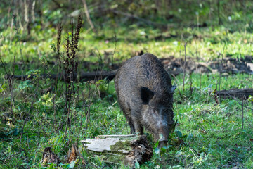 Wildschweine im Landkreis Esslingen - November 2020