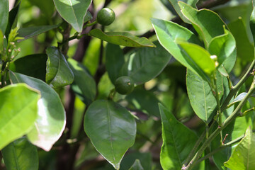 A small orange tree in the garden.