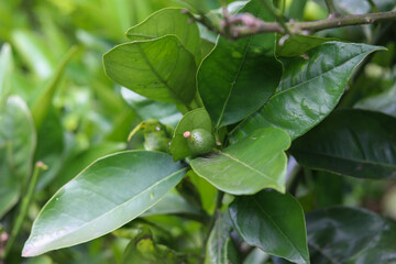 A small orange tree in the garden.