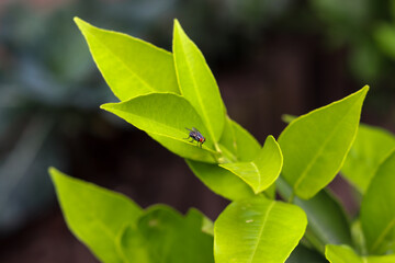 A small orange tree in the garden.