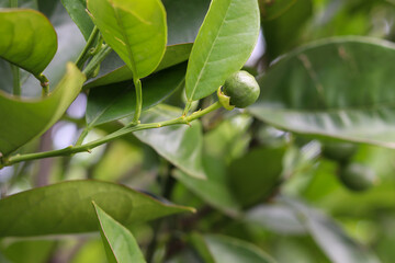 A small orange tree in the garden.
