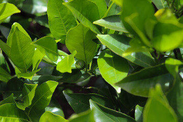 A small orange tree in the garden.