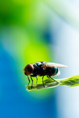 Blue fly on a leaf