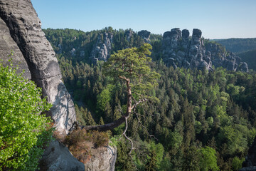 One single tree groths out of the rocks