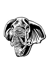 Fototapeta na wymiar Graphical portrait of elephant isolated on white background, vector illustration