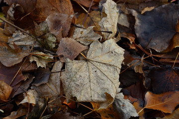 Autumn leaves lie on the ground .