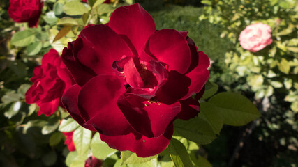 Rosas rojas