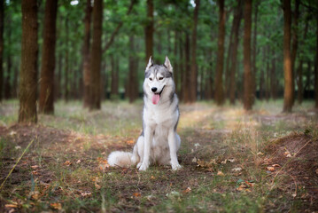 A young Siberian Husky is sitting in a forest. She has amber eyes, grey and white fur; sunset light shines on her in golden color. There are many trees with brown trunks in the background.