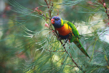 rainbow lorikeet parrot