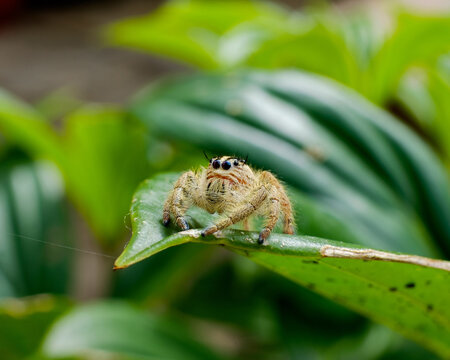 Salticidae java yellow or yellow jumping spider standing on leaf.. This picture taken in Yogyakarta, Java.