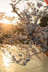 日本　静岡県周智郡森町、太田川桜堤の春になって満開の桜