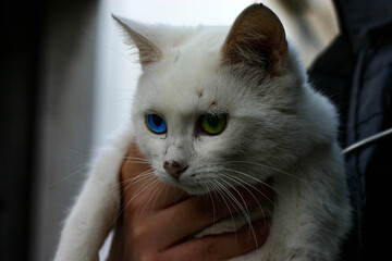 Found this cute little heterochromia cattie on the street :)