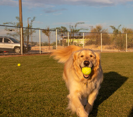 Purebread Golden Retriever with tennis ball at dog park