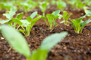 Lettuce Growth In The Plantation